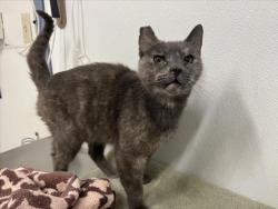Shelter Stray Female Cat last seen JAPANESE GARDEN, 16 Barnes Ct, Hayward, CA 94544, USA