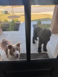 Found/Stray Unknown Dog last seen Freestone Way, Marietta GA, Marietta, GA 30064