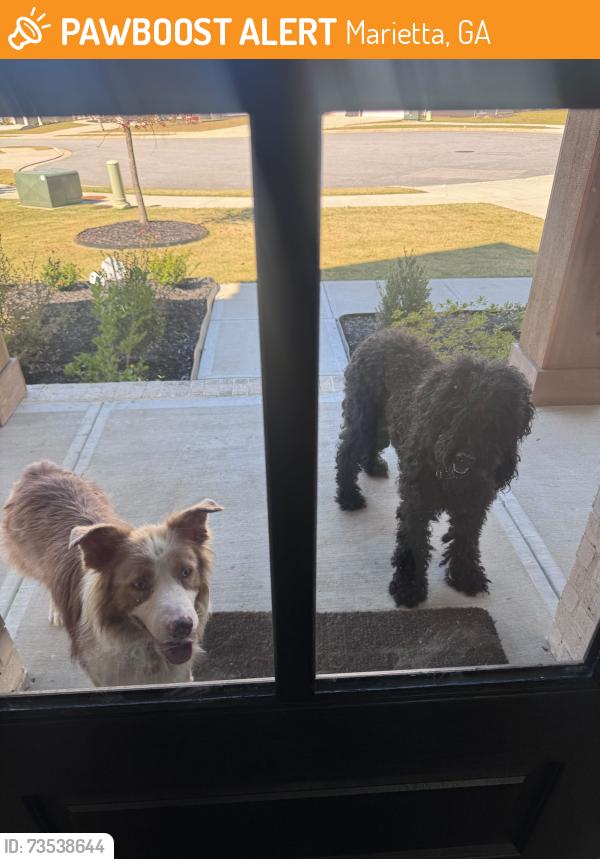 Found/Stray Unknown Dog last seen Freestone Way, Marietta GA, Marietta, GA 30064