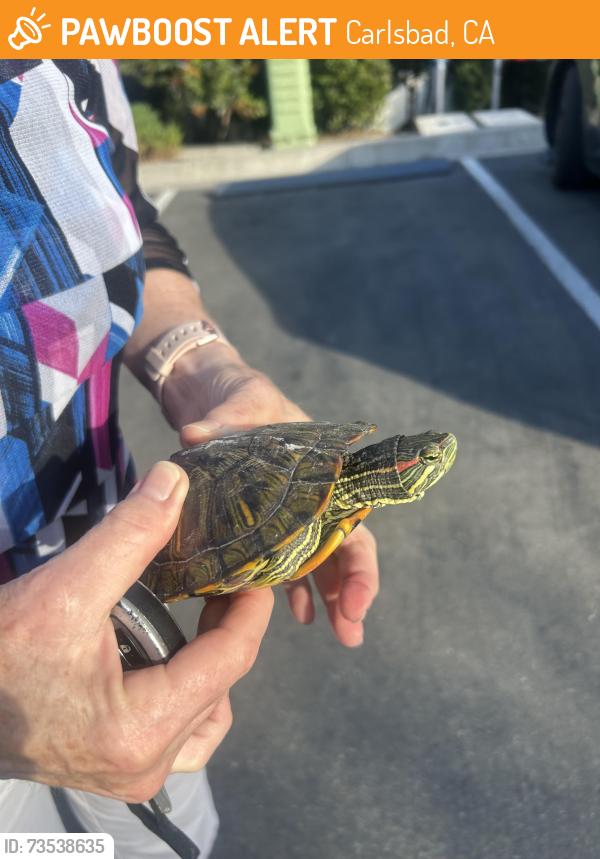 Found/Stray Unknown Reptile last seen Bataquitos lagoon, Carlsbad, CA 92011