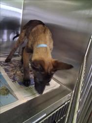 Shelter Stray Male Dog last seen , 1850 W 60th St, Los Angeles, CA 90047, USA