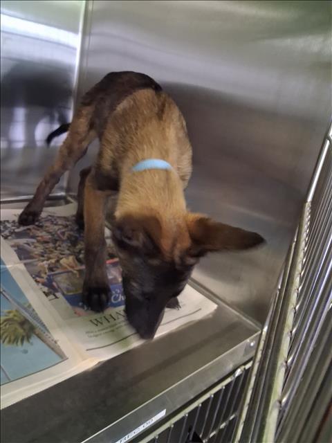 Shelter Stray Male Dog last seen , 1850 W 60th St, Los Angeles, CA 90047, USA