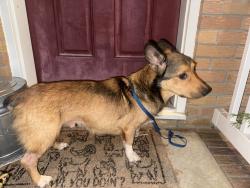 Reunited Male Dog last seen Redheart and Todd’s lane, Hampton, VA 23666