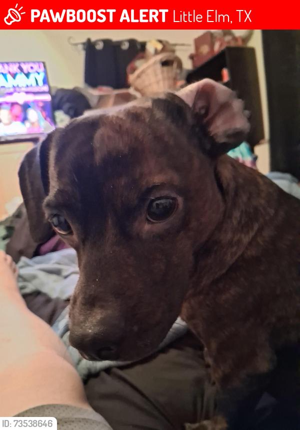 Lost Male Dog last seen Port Mansfield, Little Elm, TX 75068