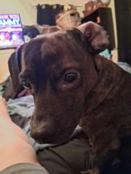 Lost Male Dog last seen Port Mansfield, Little Elm, TX 75068