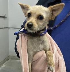 Shelter Stray Male Dog last seen , 600 Aviation Dr, Camarillo, CA 93010, USA