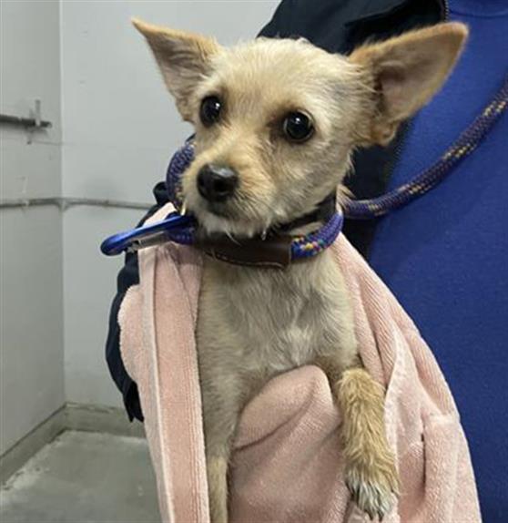 Shelter Stray Male Dog last seen , 600 Aviation Dr, Camarillo, CA 93010, USA