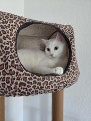 Reunited Male Cat last seen Near Lagos pond, Manor, TX 78653