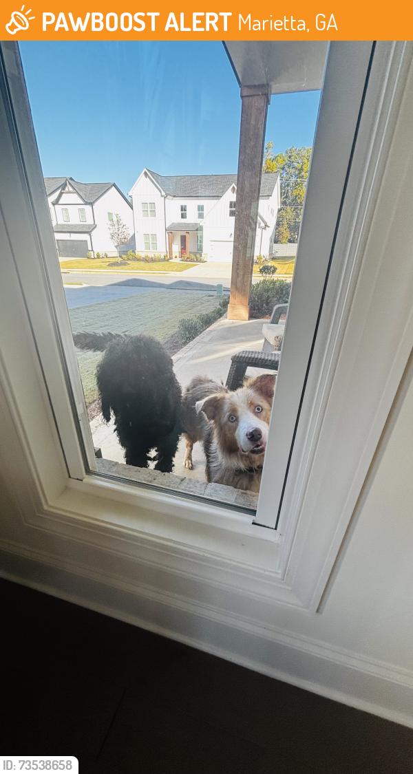 Found/Stray Unknown Dog last seen Freestone station, Marietta, GA 30064
