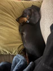 Lost Male Dog last seen Near reservation rd, Rock Hill, SC 29730