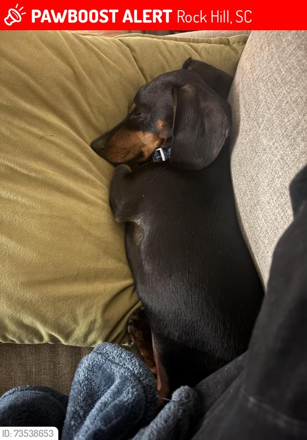 Lost Male Dog last seen Near reservation rd, Rock Hill, SC 29730
