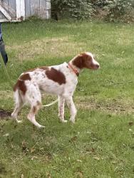 Found/Stray Male Dog last seen E Jefferson st, Rockville, MD 20850