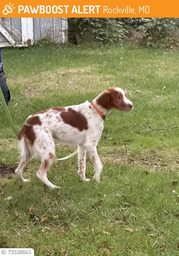 Found/Stray Male Dog last seen E Jefferson st, Rockville, MD 20850
