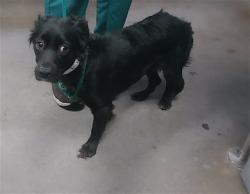 Shelter Stray Female Dog last seen 67TH DR AND JOMAX RD, 2500 S 27th Ave, Phoenix, AZ 85009, USA