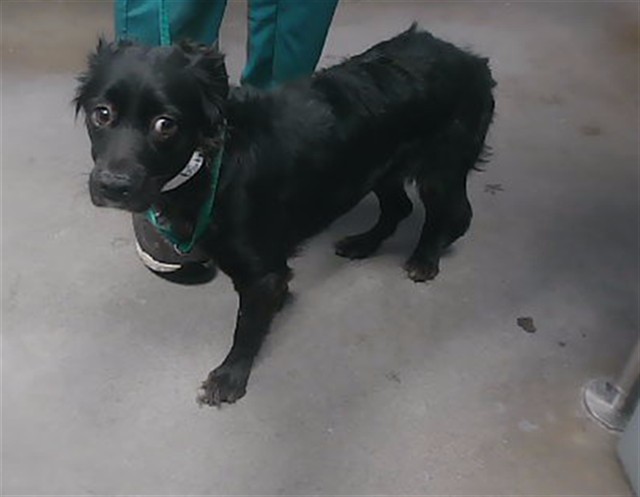 Shelter Stray Female Dog last seen 67TH DR AND JOMAX RD, 2500 S 27th Ave, Phoenix, AZ 85009, USA