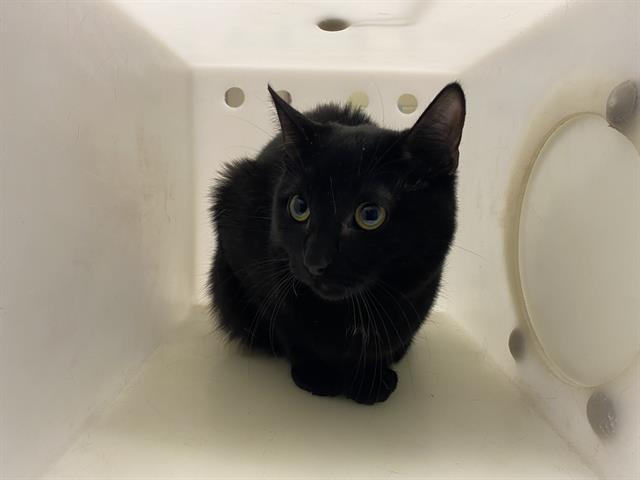 Shelter Stray Male Cat last seen Near BLOCK S 60TH ST, 3839 W Burnham St, West Milwaukee, WI 53215, USA