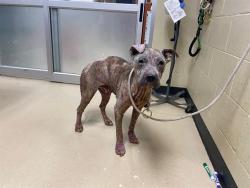Shelter Stray Female Dog last seen Near BLOCK N 41ST ST, 3839 W Burnham St, West Milwaukee, WI 53215, USA