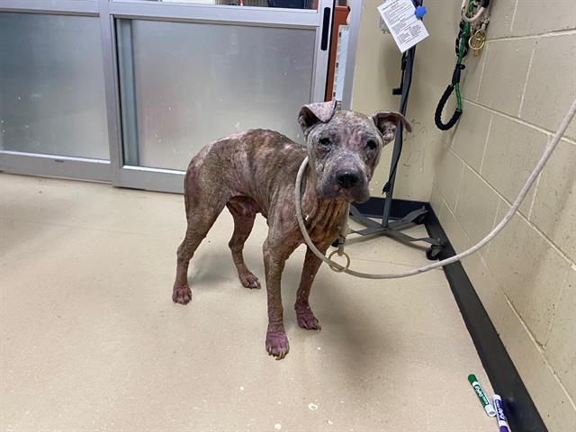 Shelter Stray Female Dog last seen Near BLOCK N 41ST ST, 3839 W Burnham St, West Milwaukee, WI 53215, USA