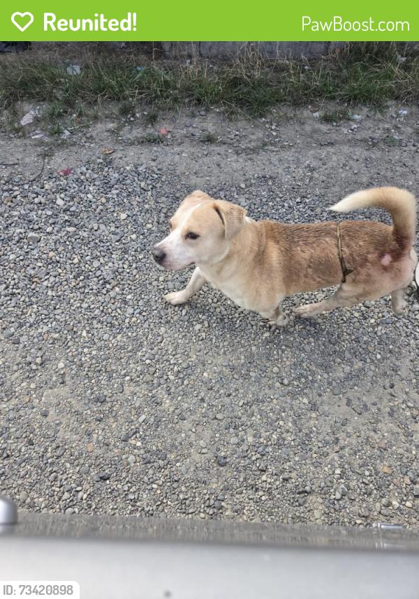 Reunited Male Dog last seen 48th street, Tacoma, WA 98409