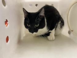 Shelter Stray Male Cat last seen Near BLOCK S 60TH ST, 3839 W Burnham St, West Milwaukee, WI 53215, USA