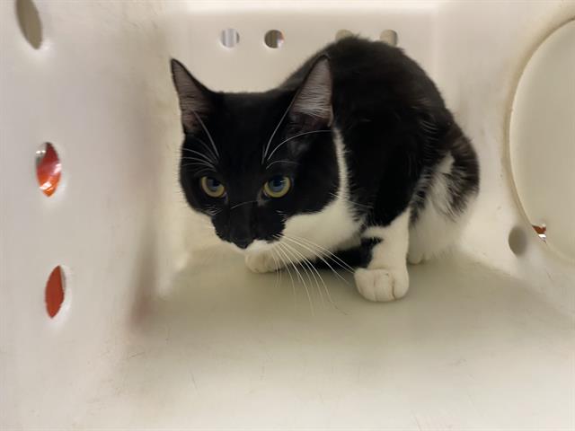 Shelter Stray Male Cat last seen Near BLOCK S 60TH ST, 3839 W Burnham St, West Milwaukee, WI 53215, USA