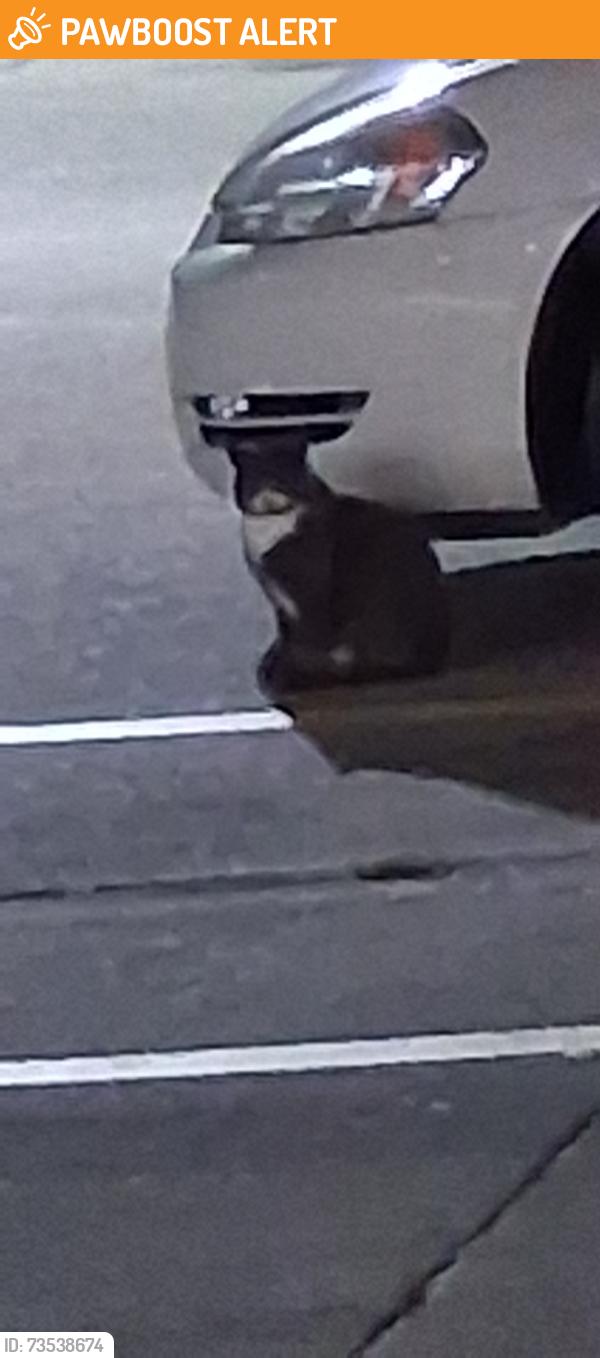 Found/Stray Unknown Cat last seen McDonald's, Genesee Township, MI 48458
