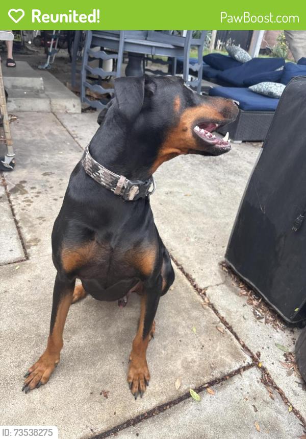 Reunited Male Dog last seen Magnolia and Lampson, Garden Grove, CA 92841