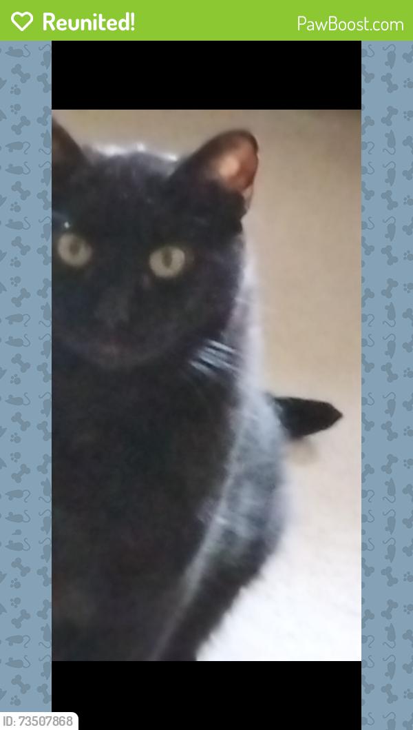 Reunited Male Cat last seen Tripps Ave between Lebanon Street to Meridian Street EAST-WEST and Ulen Drive to Fordice Street NORTH-SOUTH, Lebanon, IN 46052
