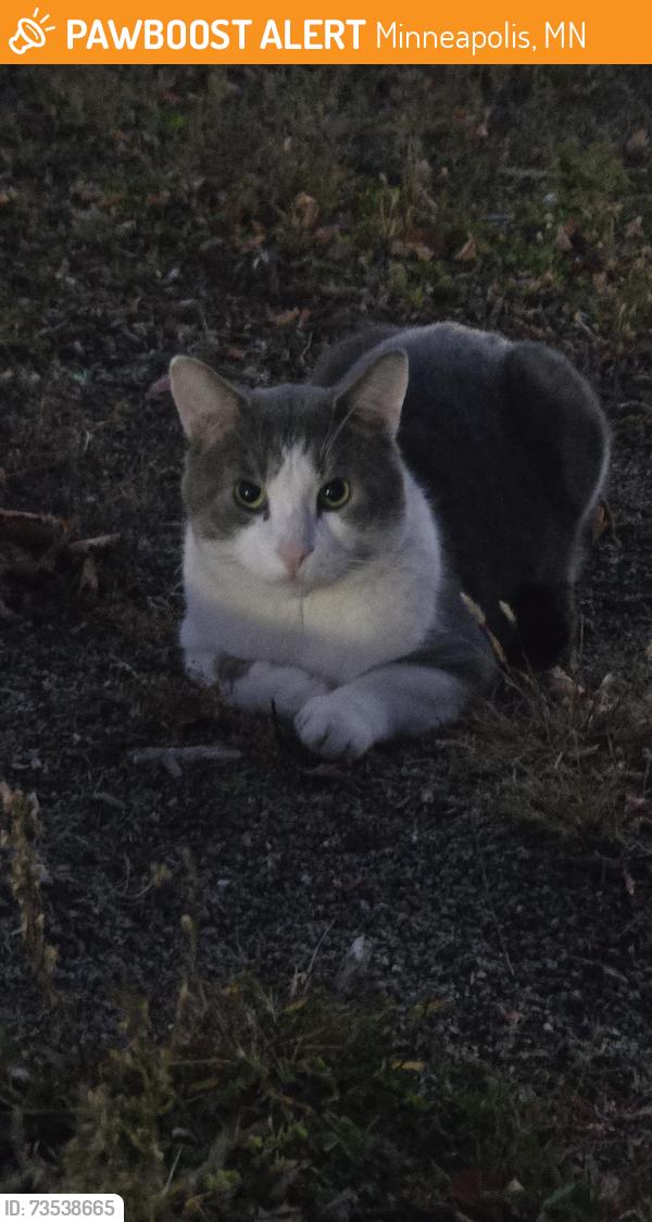 Found/Stray Male Cat last seen Near 16th Ave, Minneapolis, MN 55407