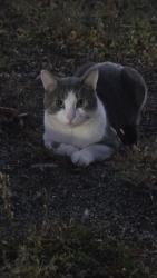 Found/Stray Male Cat last seen Near 16th Ave, Minneapolis, MN 55407