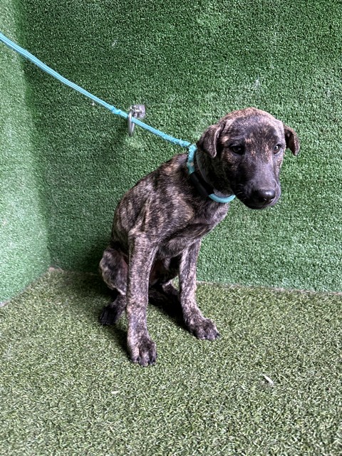 Shelter Stray Female Dog last seen , 5210 W Ave I, Lancaster, CA 93536, USA