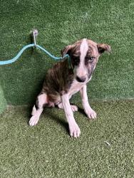 Shelter Stray Female Dog last seen , 5210 W Ave I, Lancaster, CA 93536, USA