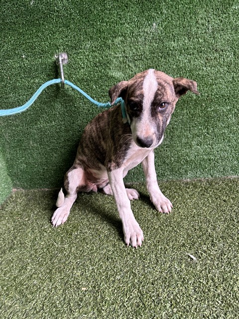 Shelter Stray Female Dog last seen , 5210 W Ave I, Lancaster, CA 93536, USA