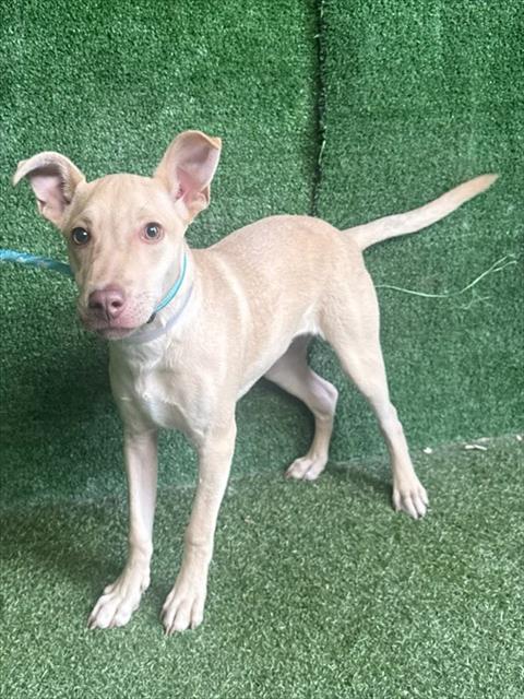 Shelter Stray Male Dog last seen , 5210 W Ave I, Lancaster, CA 93536, USA