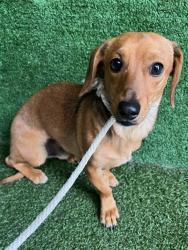 Shelter Stray Male Dog last seen , 5210 W Ave I, Lancaster, CA 93536, USA