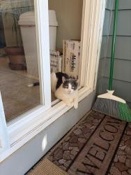 Reunited Male Cat last seen Pickford Road and Boulder Hill Pass, Montgomery, IL 60538