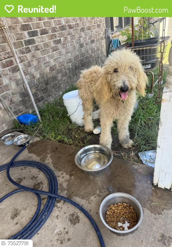Reunited Male Dog last seen By the Chevrolet dealership and twin peaks in terrell, Terrell, TX 75160