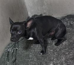 Shelter Stray Male Dog last seen ARDEN AND PACIFIC, 333 Chandler Pl, San Bernardino, CA 92408, USA