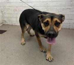 Shelter Stray Female Dog last seen E OLIVE ST AND BOBBETTE, 333 Chandler Pl, San Bernardino, CA 92408, USA