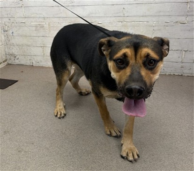 Shelter Stray Female Dog last seen E OLIVE ST AND BOBBETTE, 333 Chandler Pl, San Bernardino, CA 92408, USA