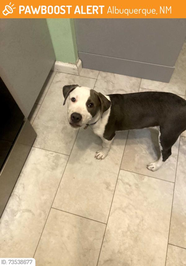 Found/Stray Female Dog last seen Fox Memorial Park in Albuquerque, Albuquerque, NM 87108
