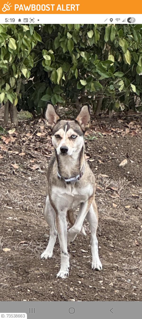 Found/Stray Unknown Dog last seen Dodrill Dr. & Hacienda Blvd., Hacienda Heights, CA 91745