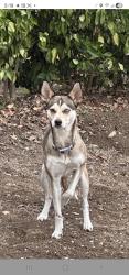 Found/Stray Unknown Dog last seen Dodrill Dr. & Hacienda Blvd., Hacienda Heights, CA 91745