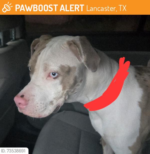 Found/Stray Unknown Dog last seen Bluegrove at main st, Lancaster, TX 75146