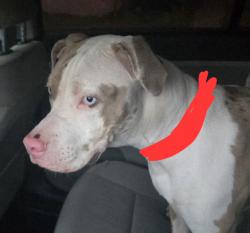 Found/Stray Unknown Dog last seen Bluegrove at main st, Lancaster, TX 75146