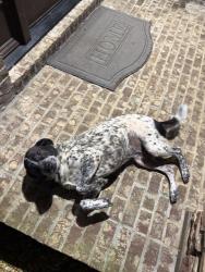Found/Stray Male Dog last seen Russel Road, Gwinnett County, GA 30043