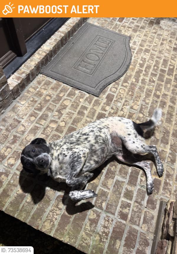 Found/Stray Male Dog last seen Russel Road, Gwinnett County, GA 30043