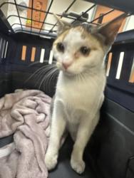 Shelter Stray Female Cat last seen , 957 N Gaffey St, San Pedro, CA 90731, USA