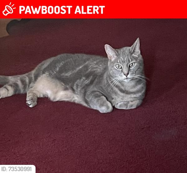 Lost Male Cat last seen Third and Herman street, Newtown Square, PA 19073