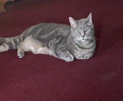 Lost Male Cat last seen Third and Herman street, Newtown Square, PA 19073